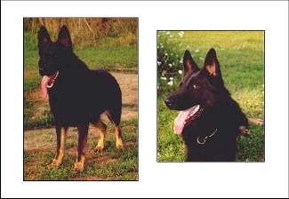 Blk/Tan