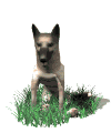 german_shepard_sitting_down_md_wht.gif