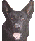 GSDHEAD