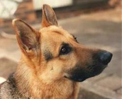 RedSable