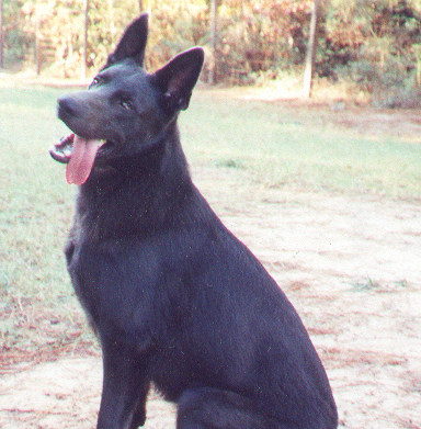 BlueGSD